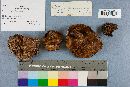 Suillus brevipes image