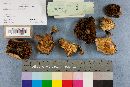 Suillus americanus image
