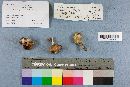 Boletus chrysenteron image