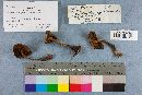 Boletus chrysenteron image