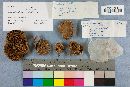 Boletus chrysenteron image