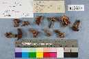 Suillus cothurnatus image
