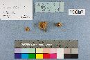 Suillus grevillei image