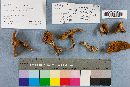 Suillus grevillei image