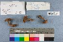 Suillus pictus image