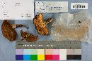 Suillus luteus image