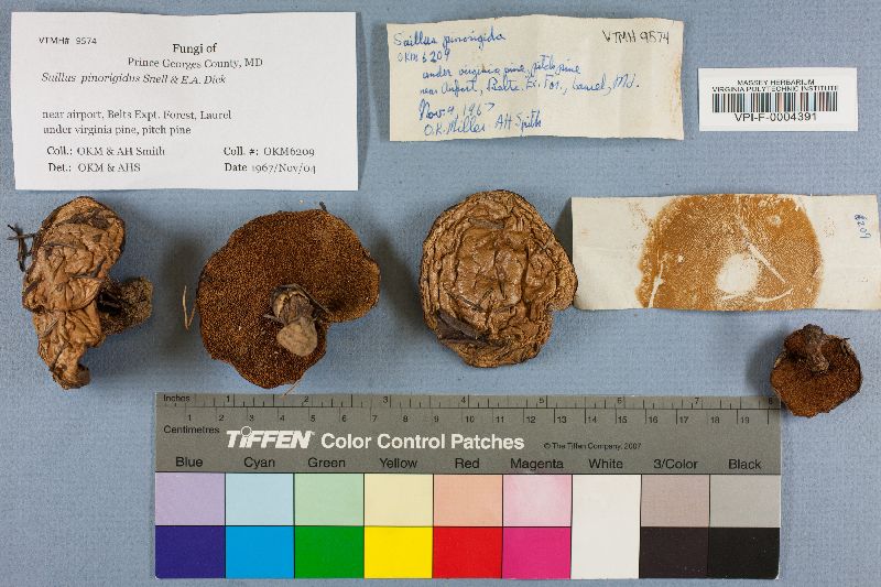 Suillus pinorigidus image