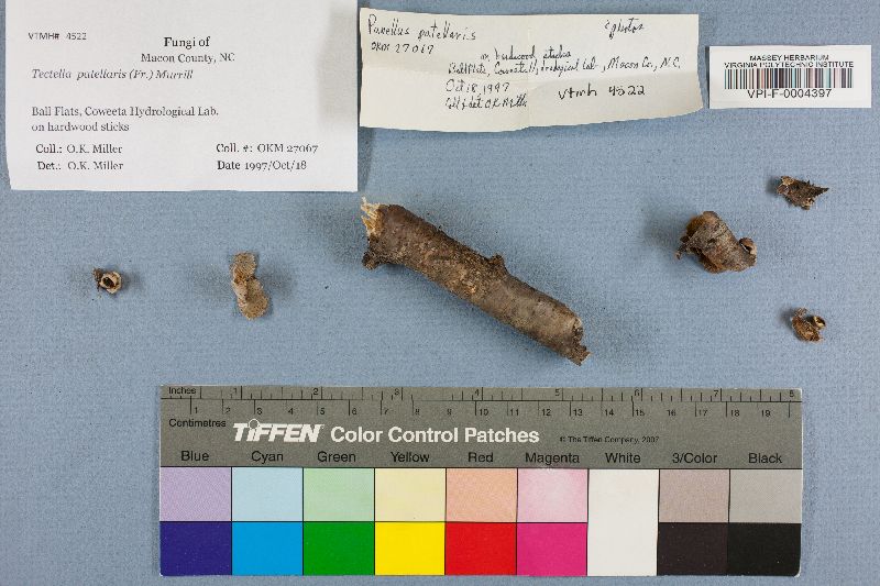 Panellus patellaris image