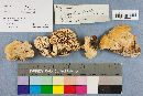 Trametes pubescens image