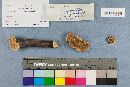 Trametes pubescens image
