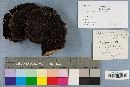 Trametes hirsuta image