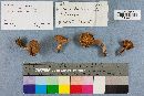 Tricholoma aurantium image