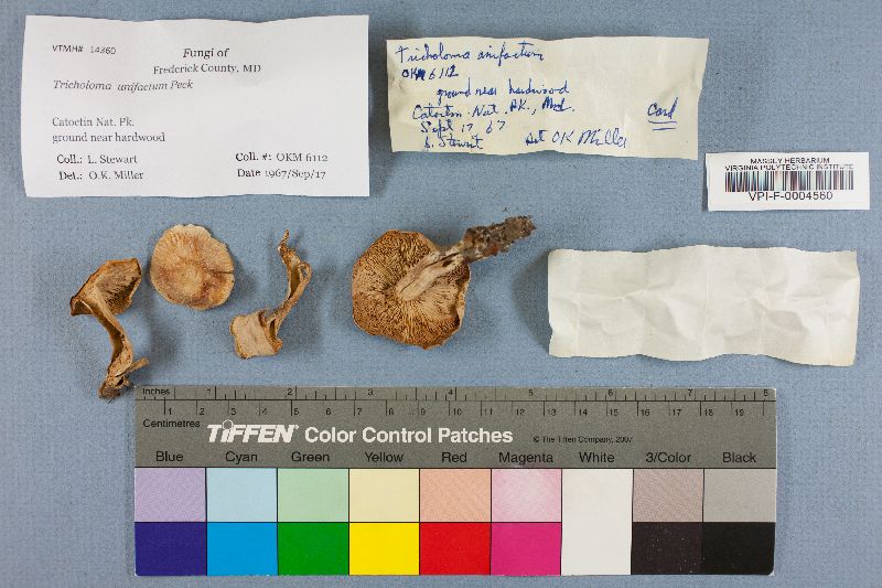 Tricholoma unifactum image