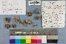 Tricholoma terreum image