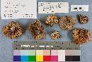 Tricholoma terreum image