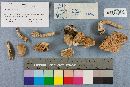 Tylopilus felleus image