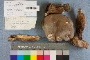 Tylopilus felleus image