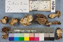 Tylopilus plumbeoviolaceus image