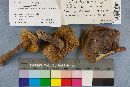 Tylopilus plumbeoviolaceus image