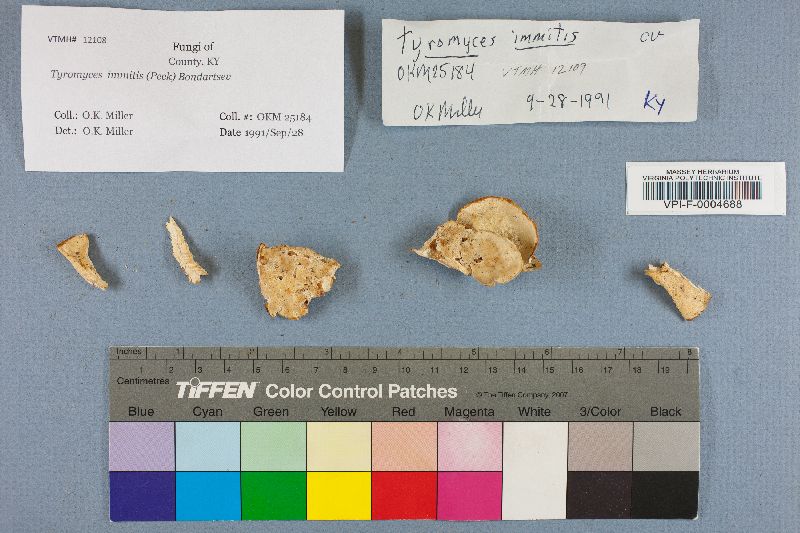 Tyromyces immitis image