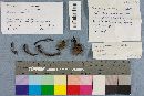 Geoglossum difforme image