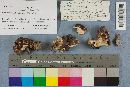 Gyromitra brunnea image