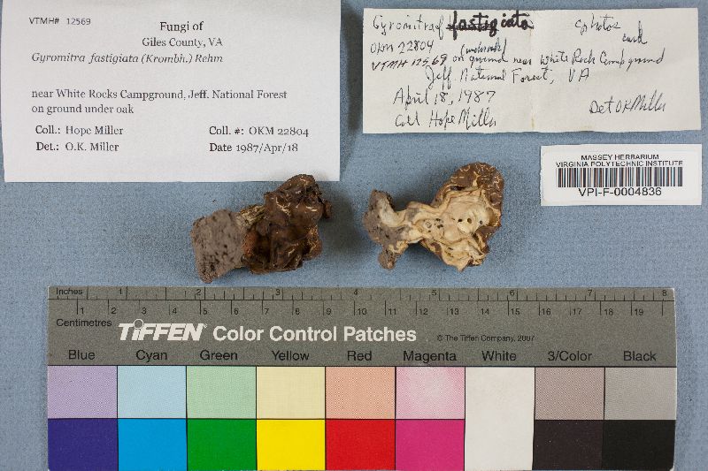 Gyromitra fastigiata image