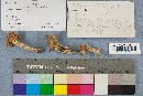 Helvella crispa image