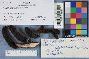Xylaria polymorpha image