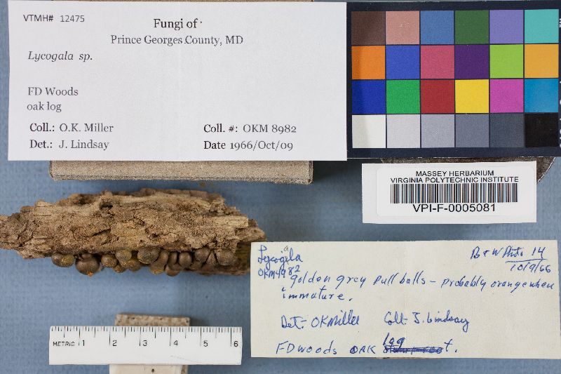 Lycogala image