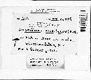 Dendrothele candida image