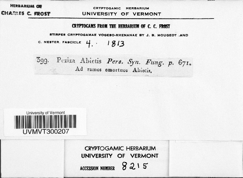 Cenangium ferruginosum image