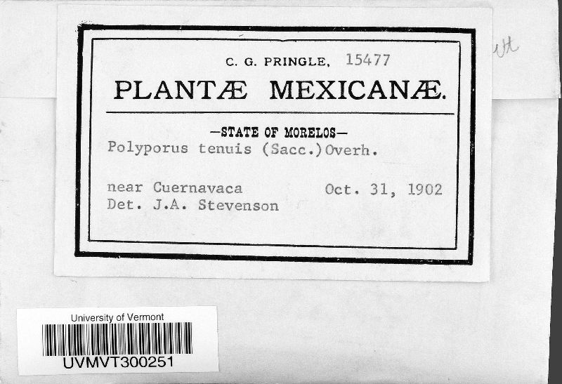 Phellinus viticola image