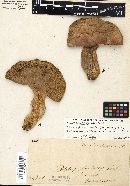 Boletus speciosus image