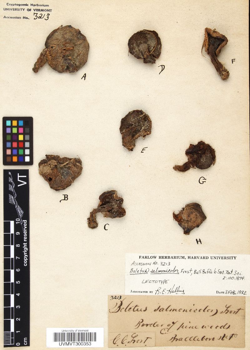 Boletus salmonicolor image