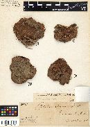 Suillus brevipes image