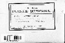 Cyathus olla image
