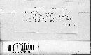 Corticium fumigatum image