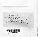 Fomes fraxinophilus image