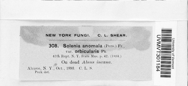 Solenia anomala var. orbicularis image
