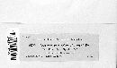Stereum versicolor image
