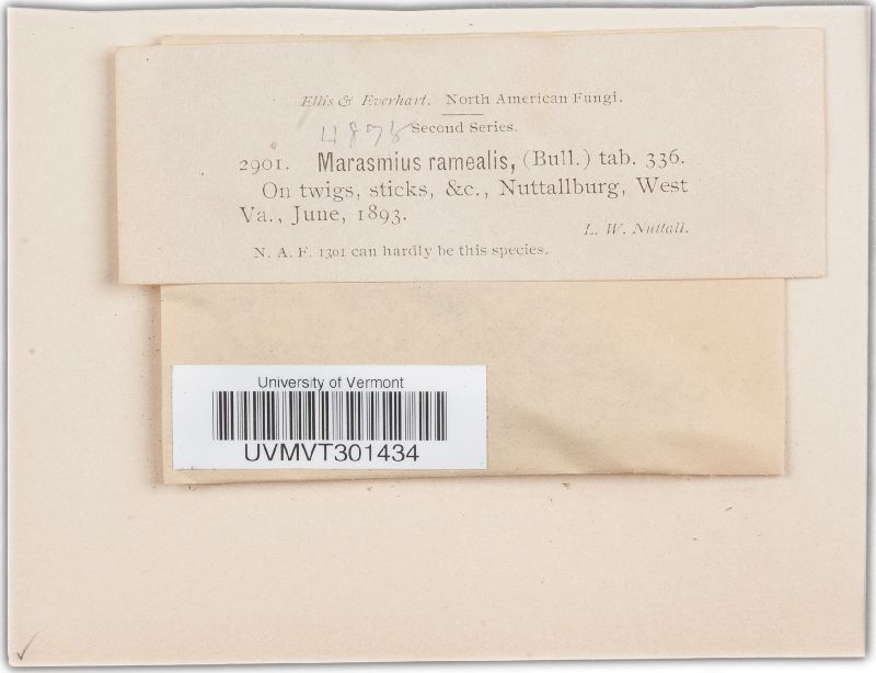 Marasmiellus ramealis image