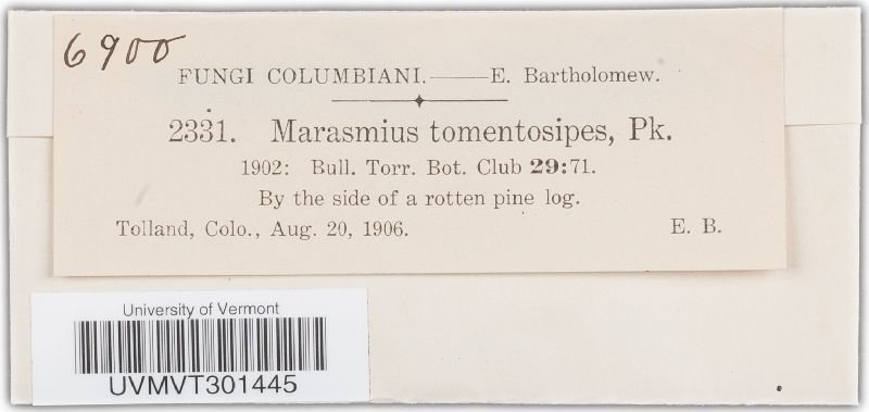 Marasmius tomentosipes image