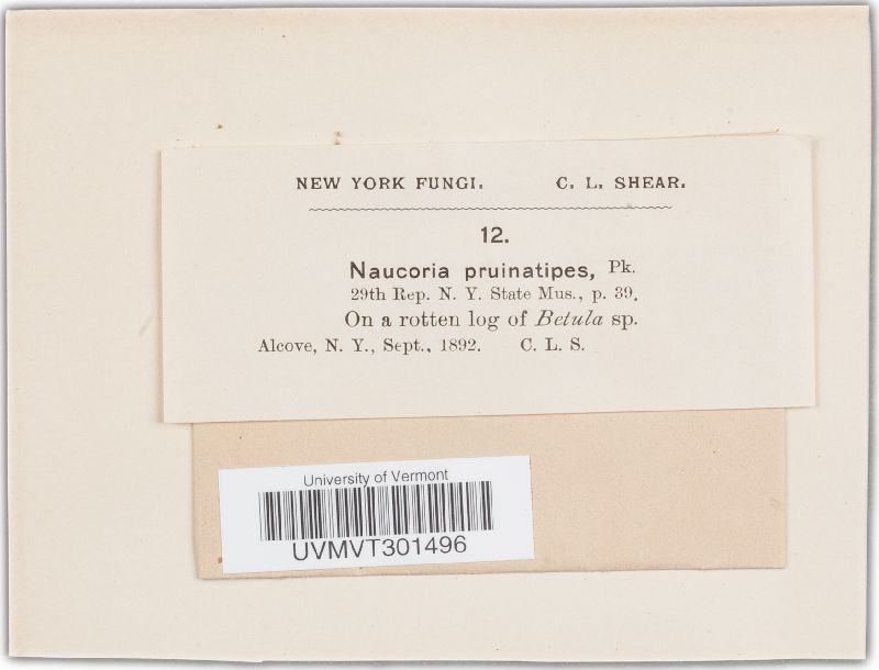 Naucoria pruinatipes image