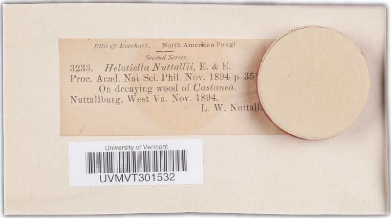 Helotiella nuttallii image