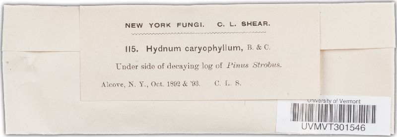 Hydnum caryophylleum image