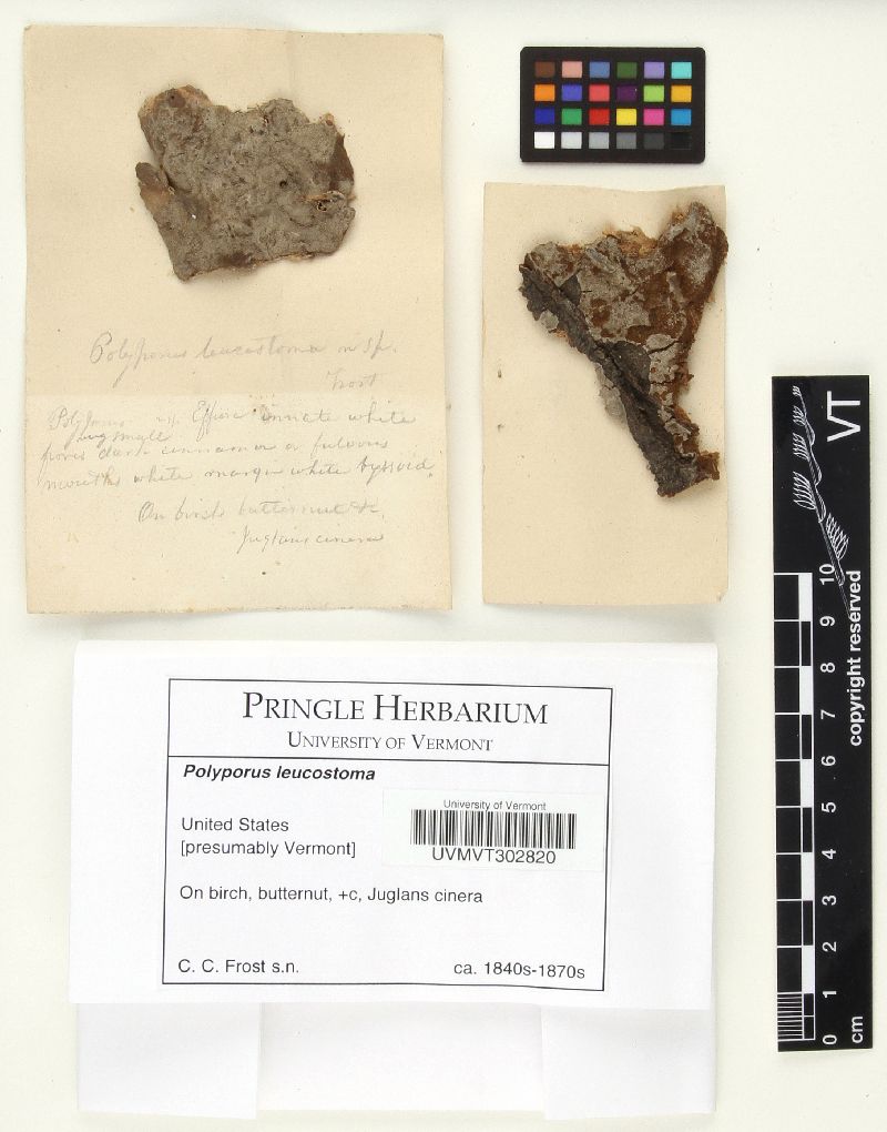 Phylloporia pectinata image