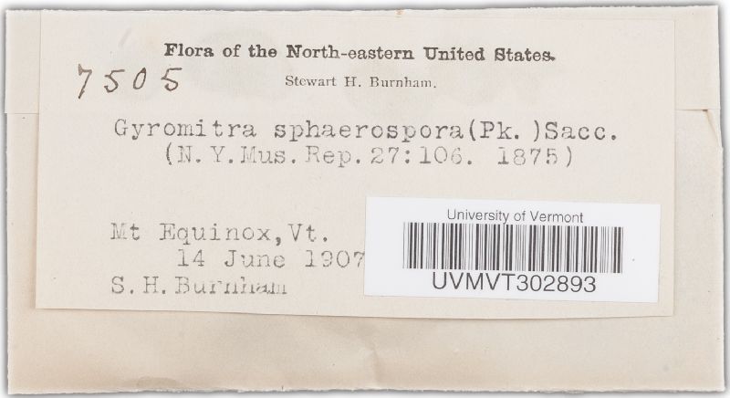 Gyromitra sphaerospora image