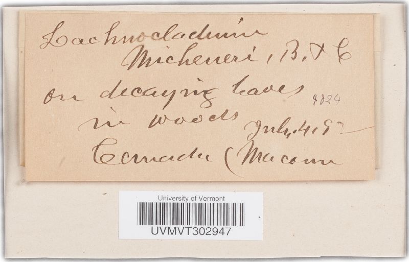 Lachnocladium image