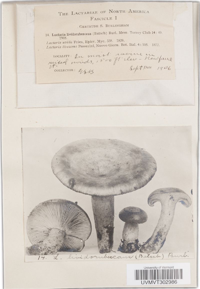 Lactarius lividorubescens image